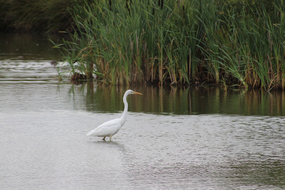 Koartza zuria (eurasiarra) - ML342821601