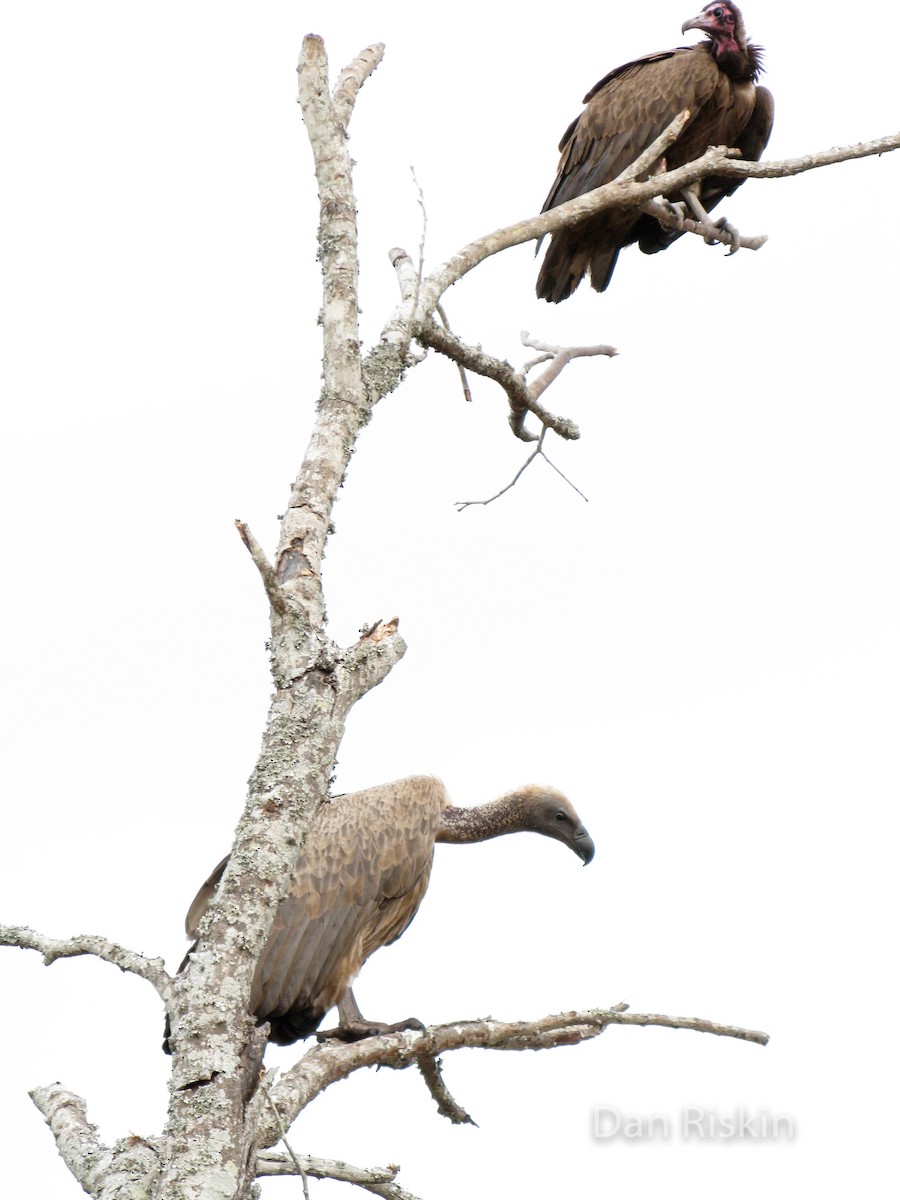 Hooded Vulture - ML342821911