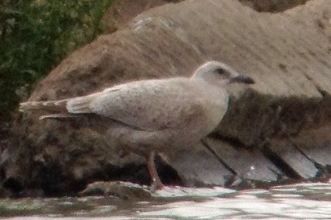 Gaviota Groenlandesa (thayeri) - ML34282201