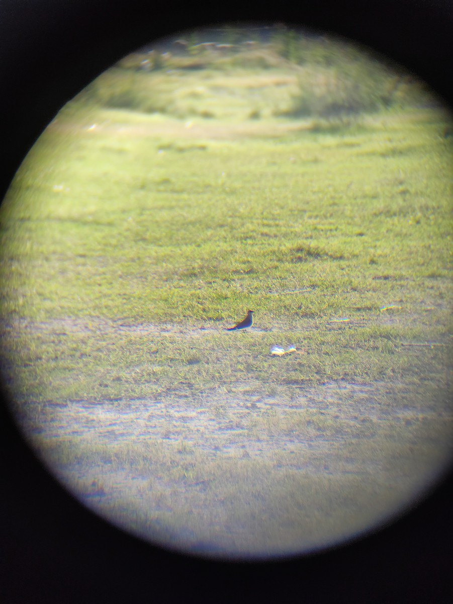 Collared Pratincole - ML342822641