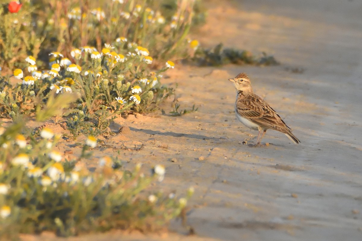 Greater Short-toed Lark - ML342824561