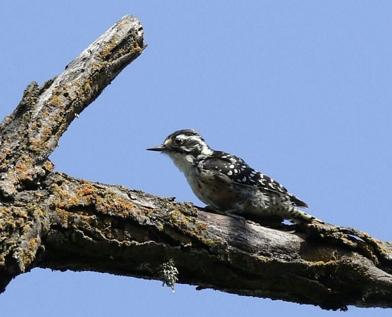 Nuttall's Woodpecker - ML34282561