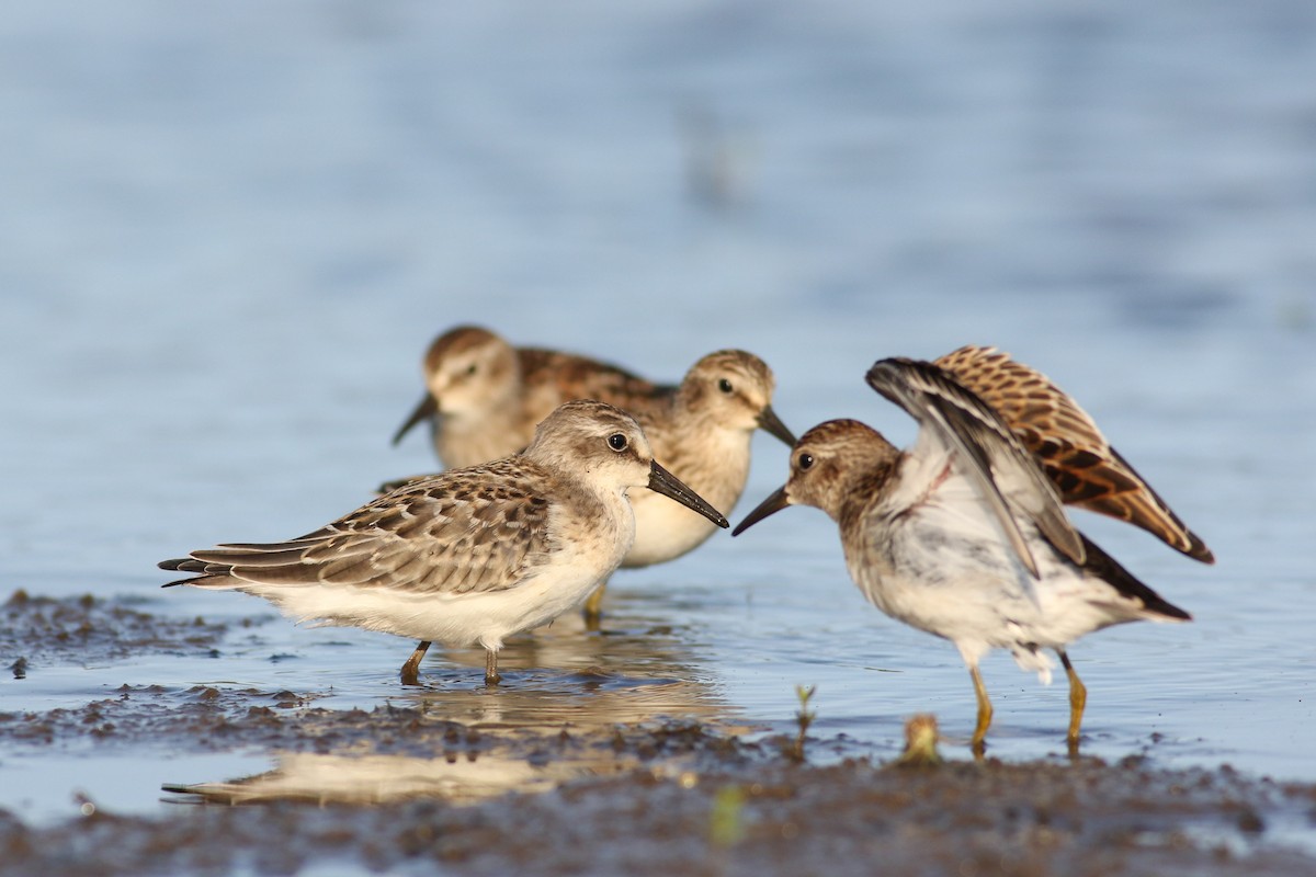 Semipalmated Sandpiper - ML34282591