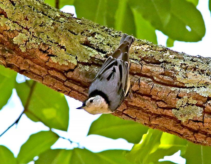 White-breasted Nuthatch - Brad Bergstrom