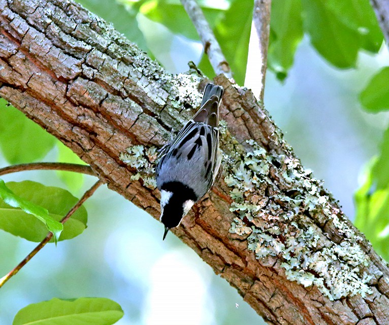 White-breasted Nuthatch - Brad Bergstrom