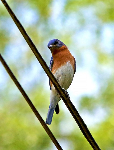 Eastern Bluebird - ML342827161