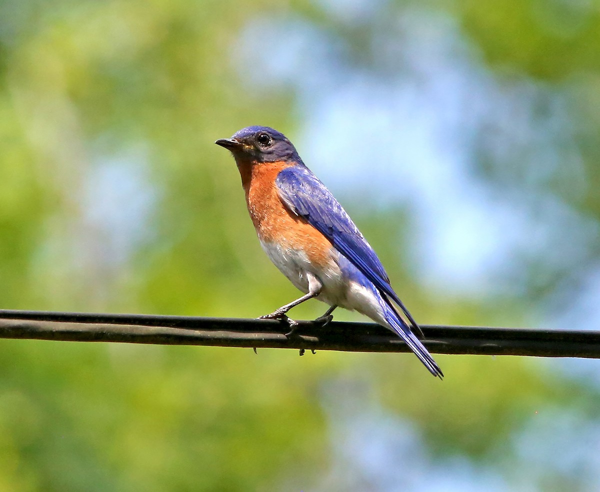 Eastern Bluebird - Brad Bergstrom