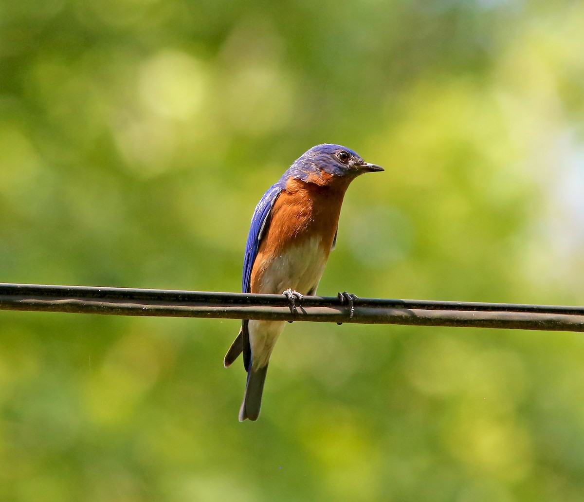 Eastern Bluebird - Brad Bergstrom