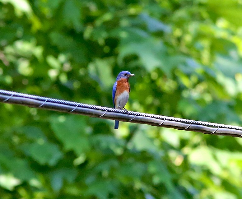 Eastern Bluebird - Brad Bergstrom