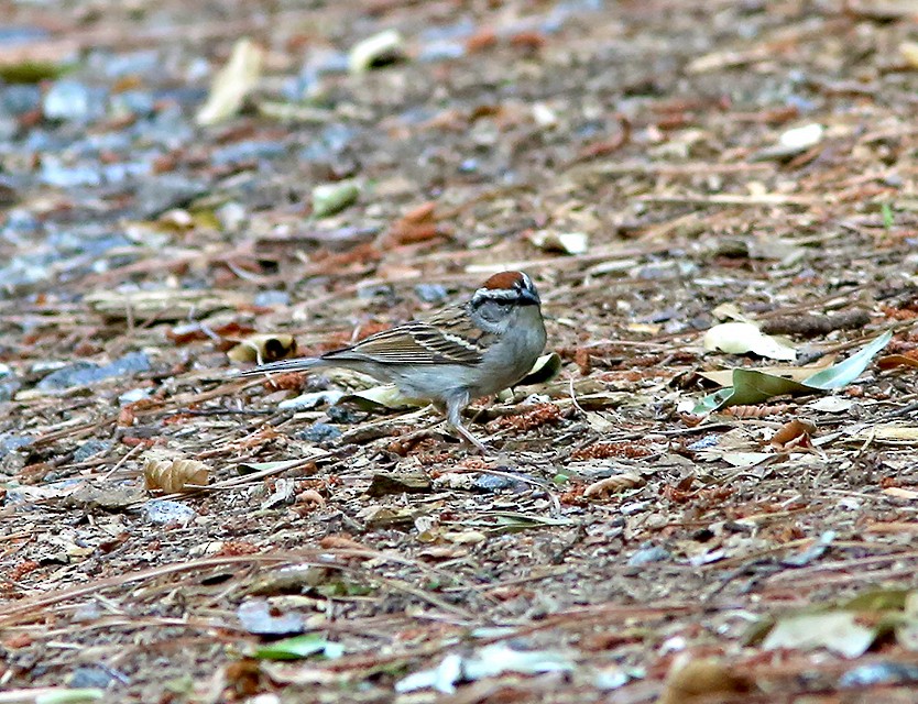 Chipping Sparrow - Brad Bergstrom