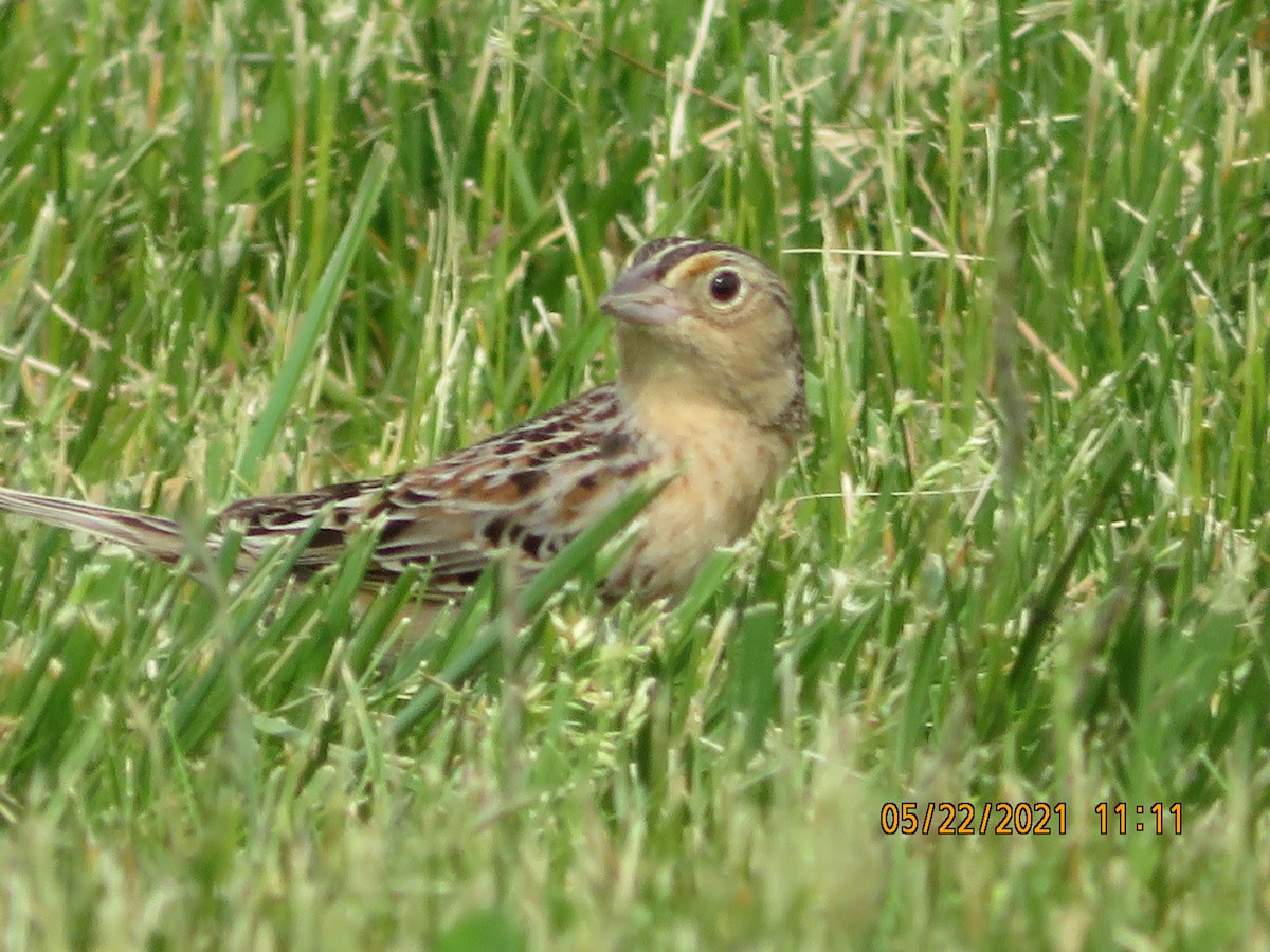 Grasshopper Sparrow - ML342828961