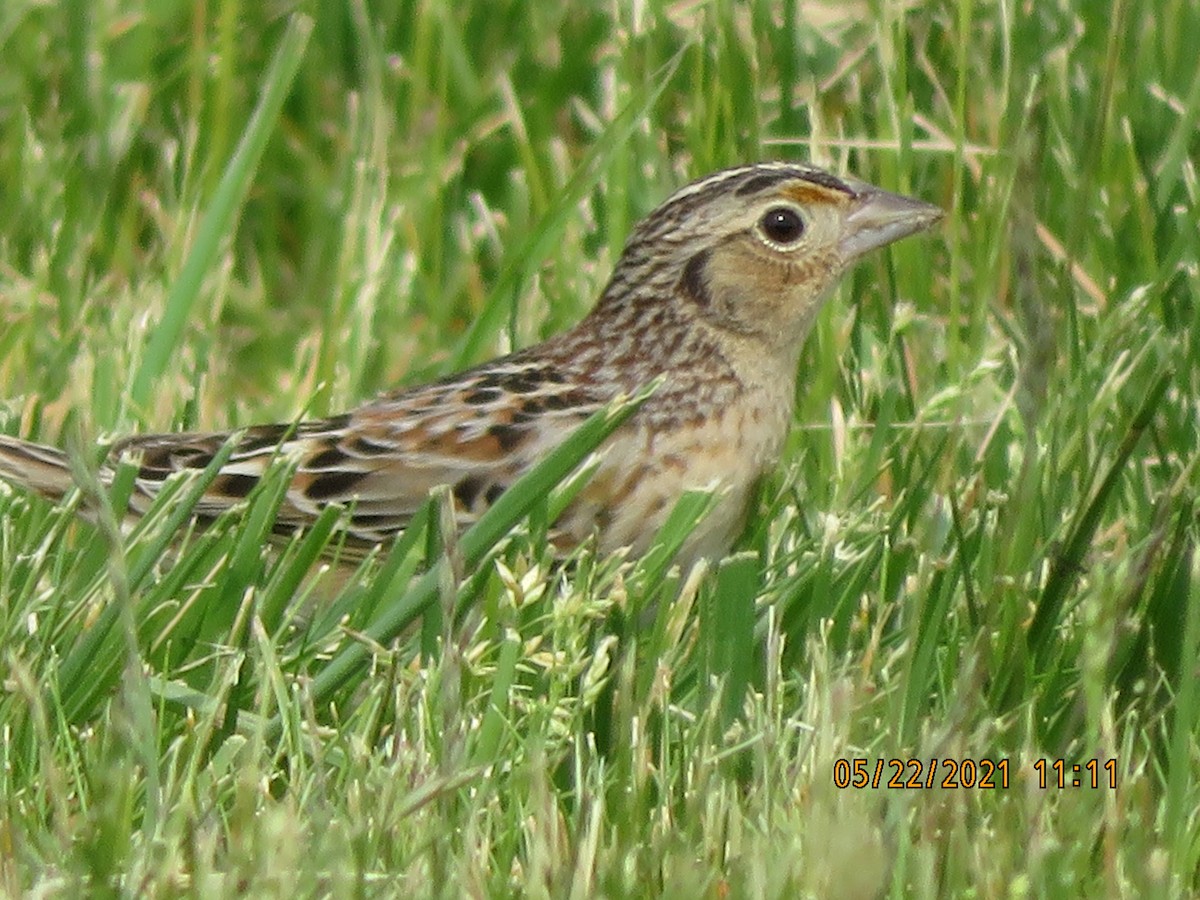 Grasshopper Sparrow - ML342829001