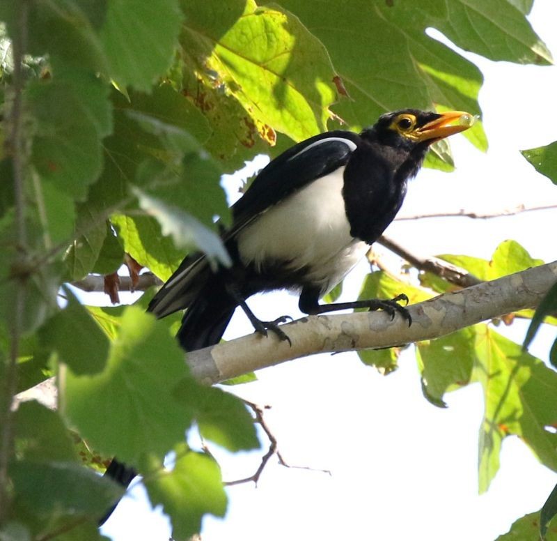 Yellow-billed Magpie - ML34282951