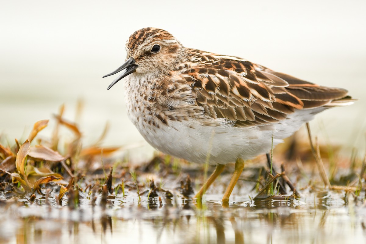 pygmésnipe - ML342830091