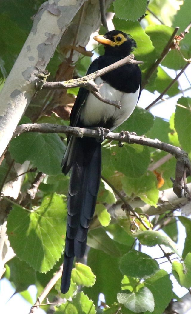 Yellow-billed Magpie - Breck Breckenridge