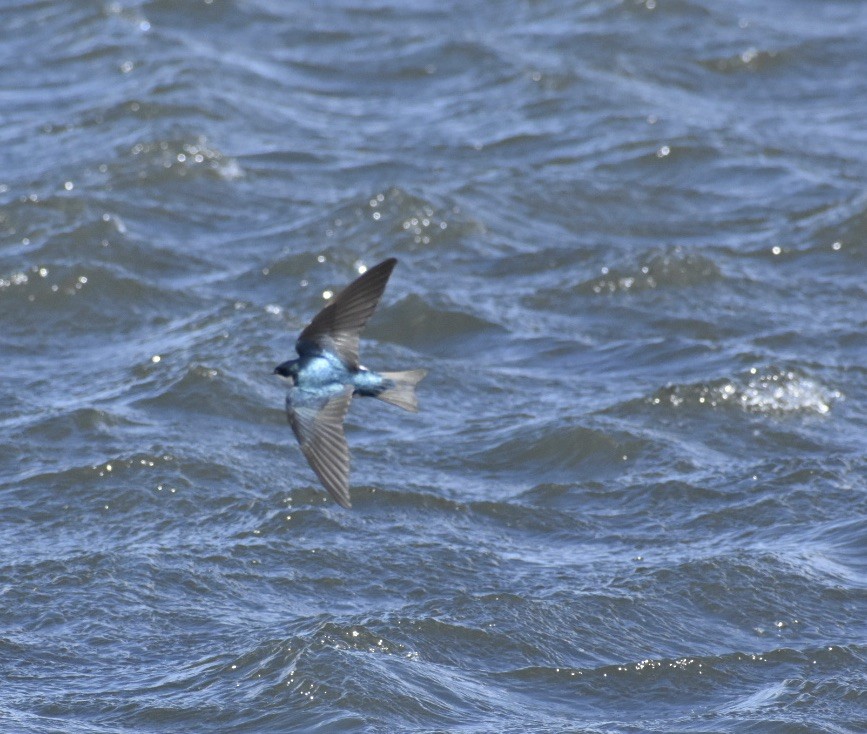 Tree Swallow - ML342830941