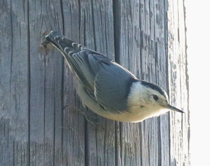White-breasted Nuthatch - Breck Breckenridge