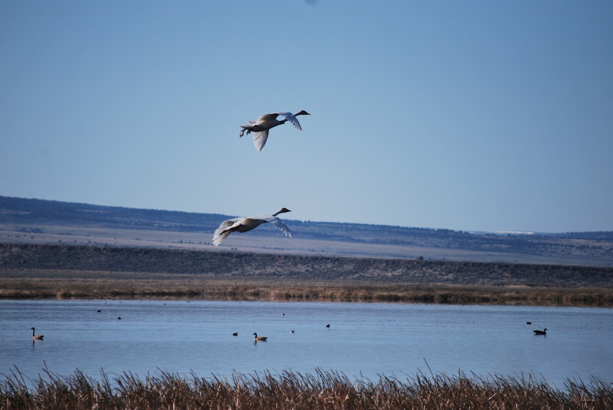 Tundra Swan - Henry Lehman