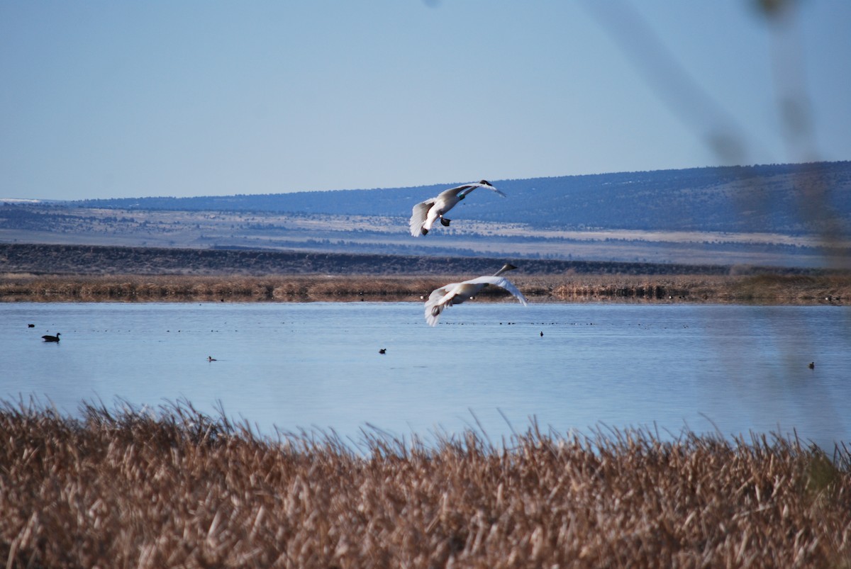 Tundra Swan - Henry Lehman