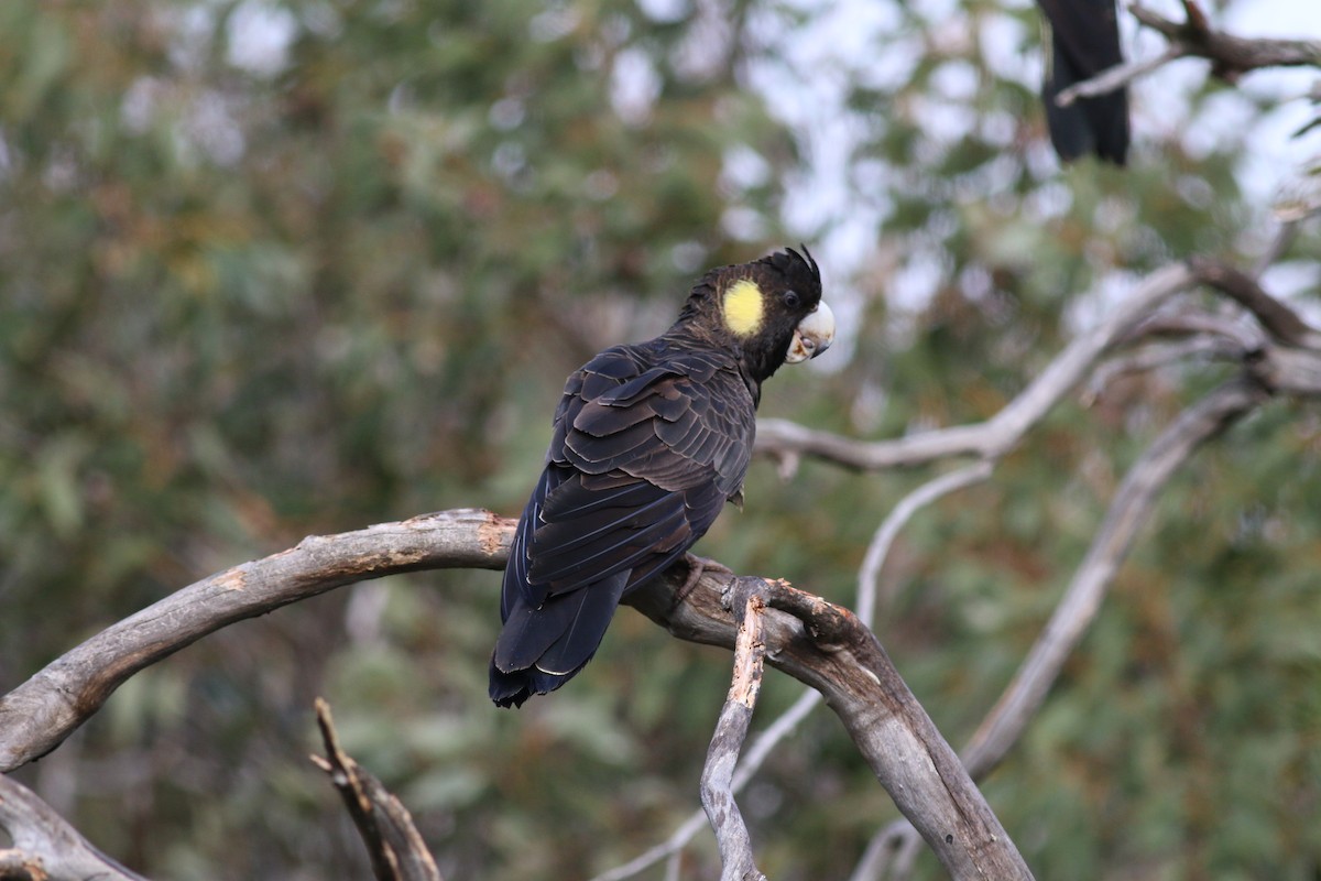 Yellow-tailed Black-Cockatoo - Oliver Burton