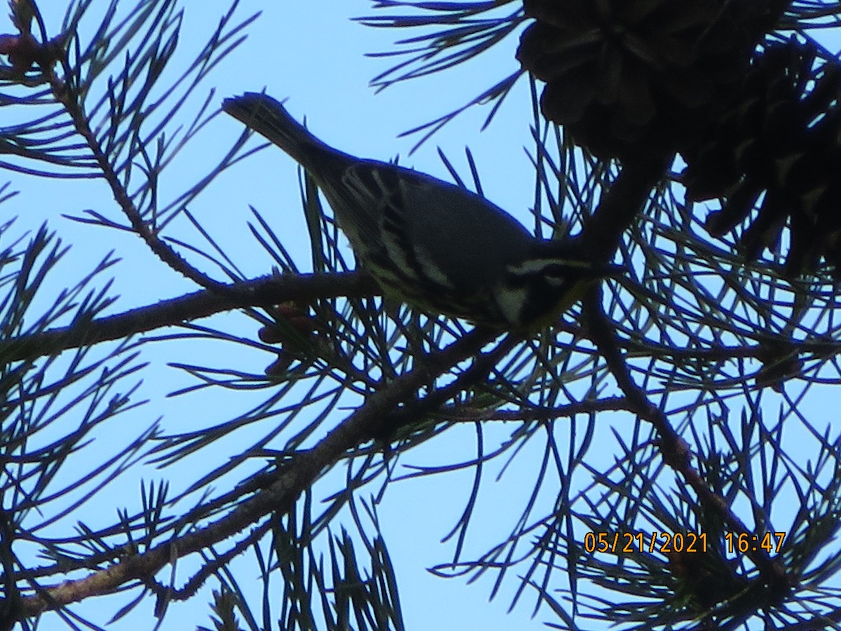 Yellow-throated Warbler - ML342839691