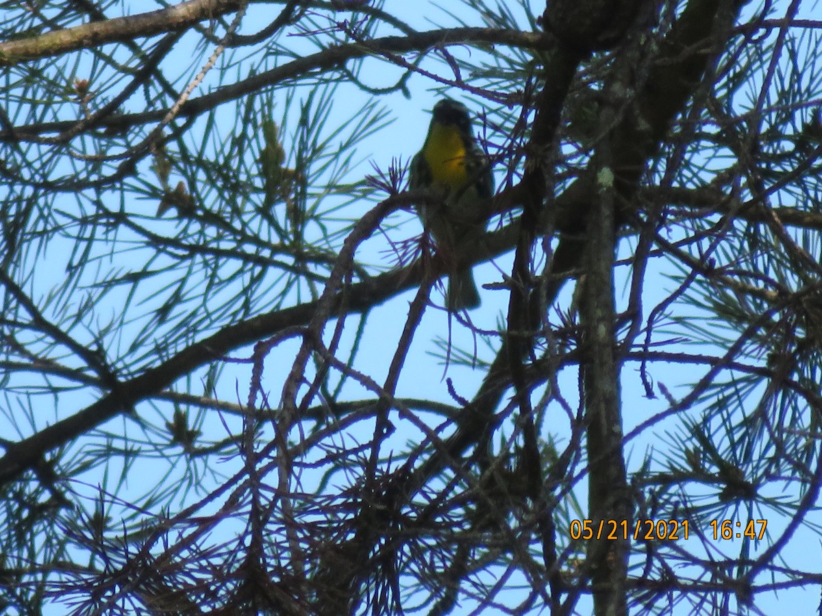 Yellow-throated Warbler - ML342839721