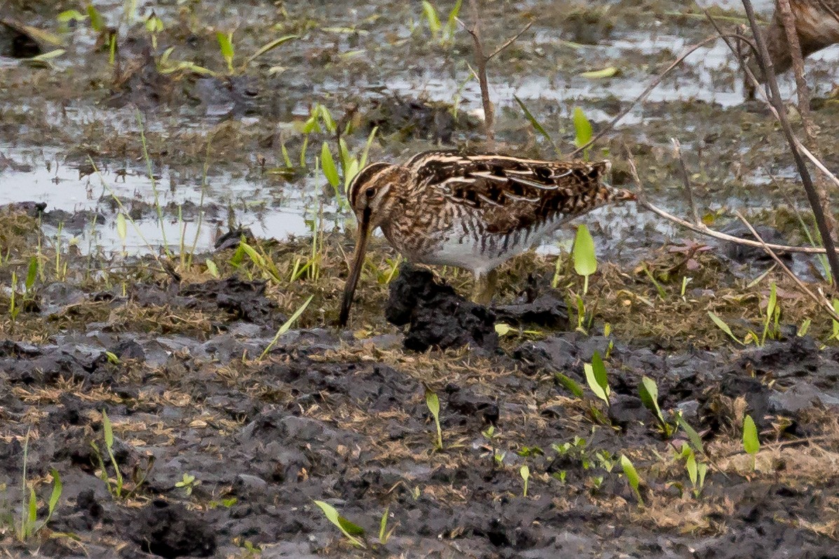 Wilson's Snipe - ML342844821