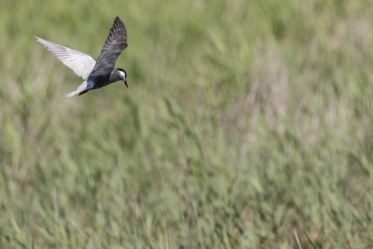 Whiskered Tern - ML342845821