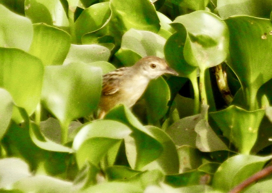 Red-pate Cisticola - Connie Lintz