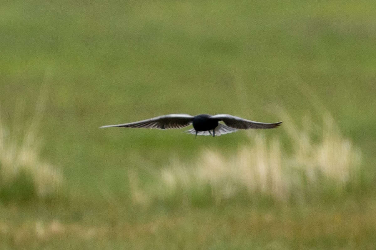 Black Tern - ML342848071