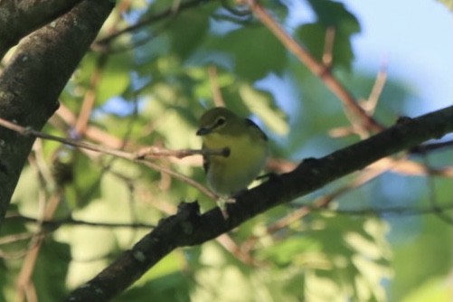 Yellow-throated Vireo - ML342848541