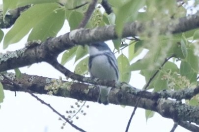 Cerulean Warbler - ML342848591