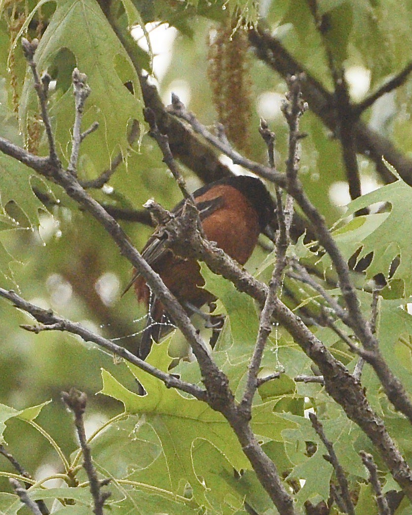 Orchard Oriole - ML342852281