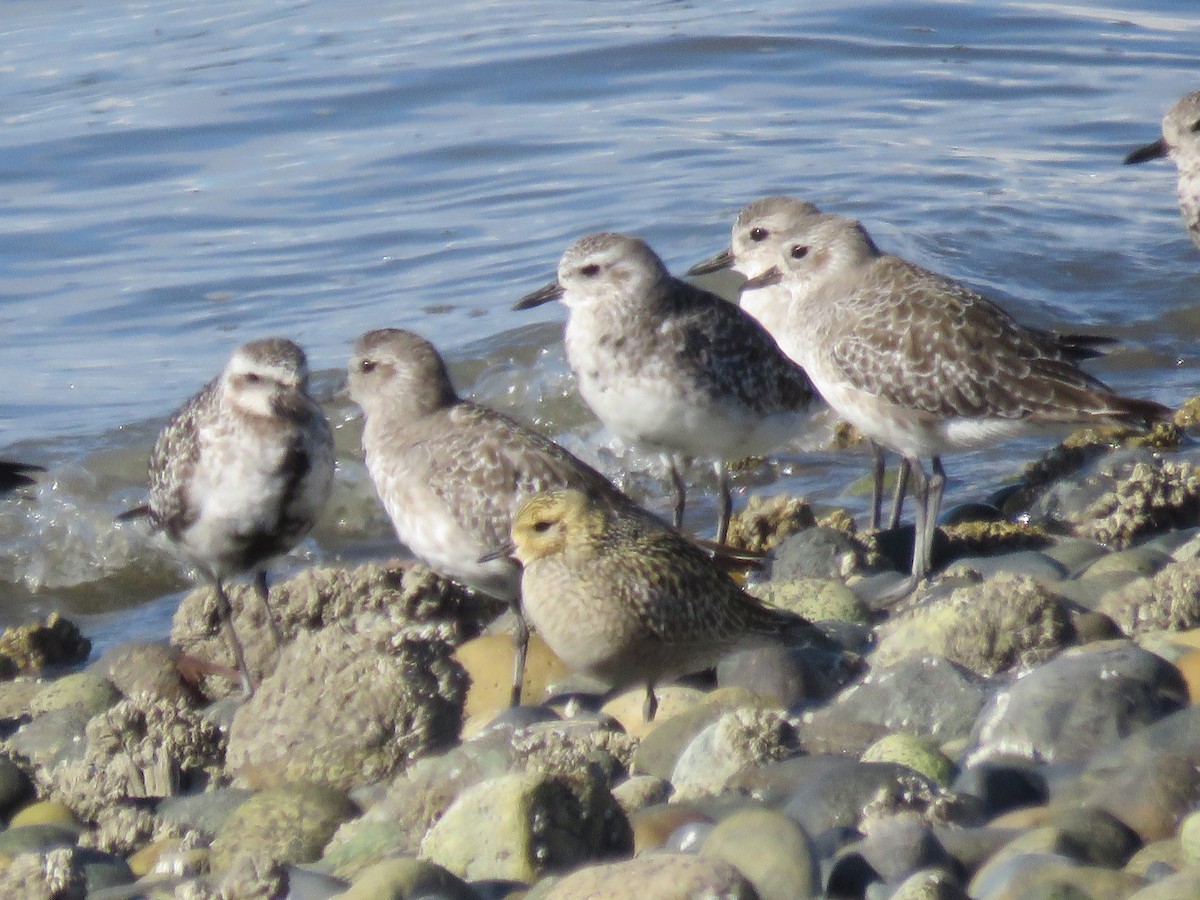 Pacific Golden-Plover - Philip Calise