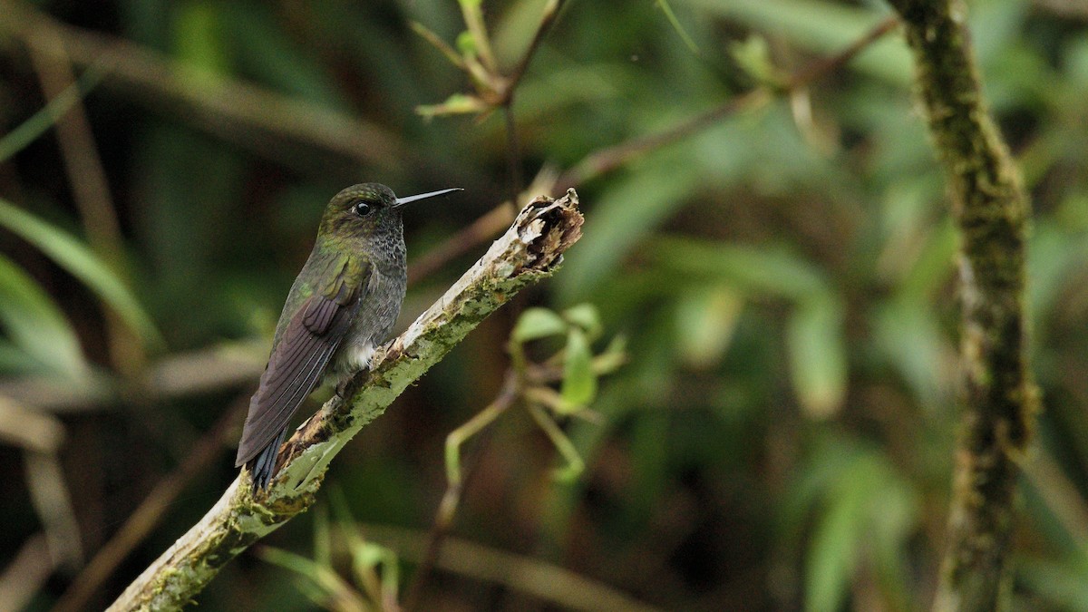 Hoary Puffleg - Miguel Aguilar @birdnomad