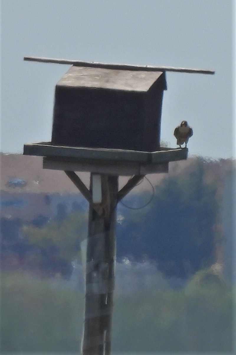 Peregrine Falcon - Jennifer Wilson-Pines