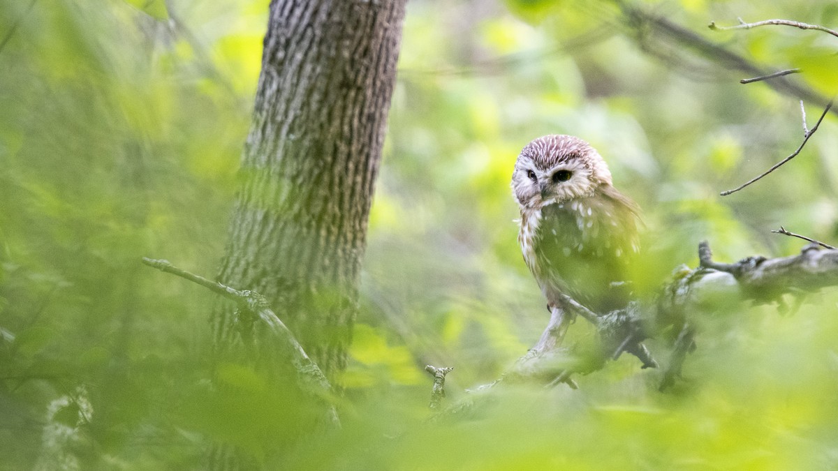 Northern Saw-whet Owl - ML342858861