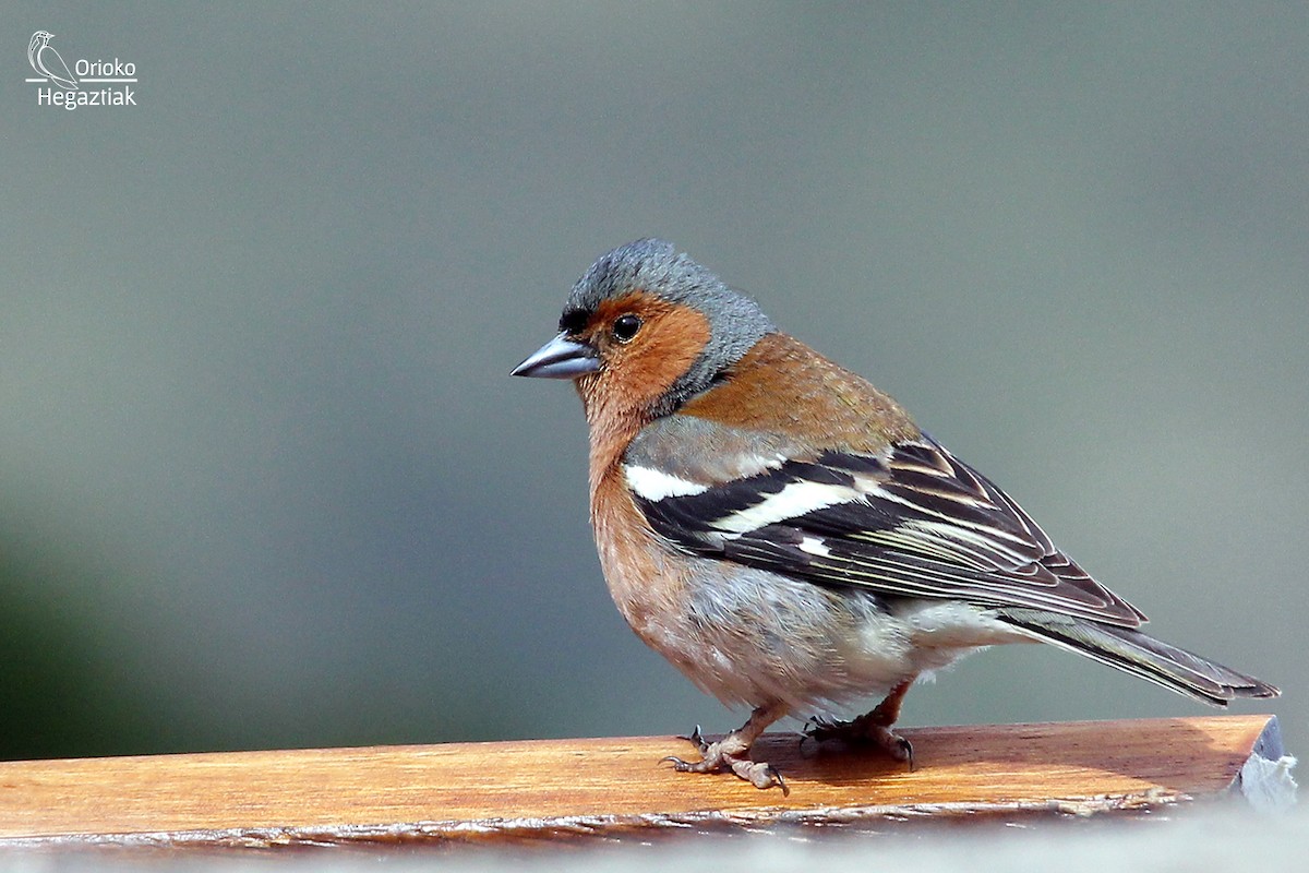 Common Chaffinch - ML342860571