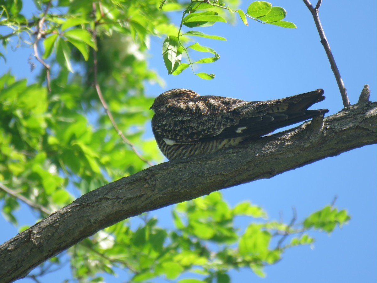 Common Nighthawk - ML342861091