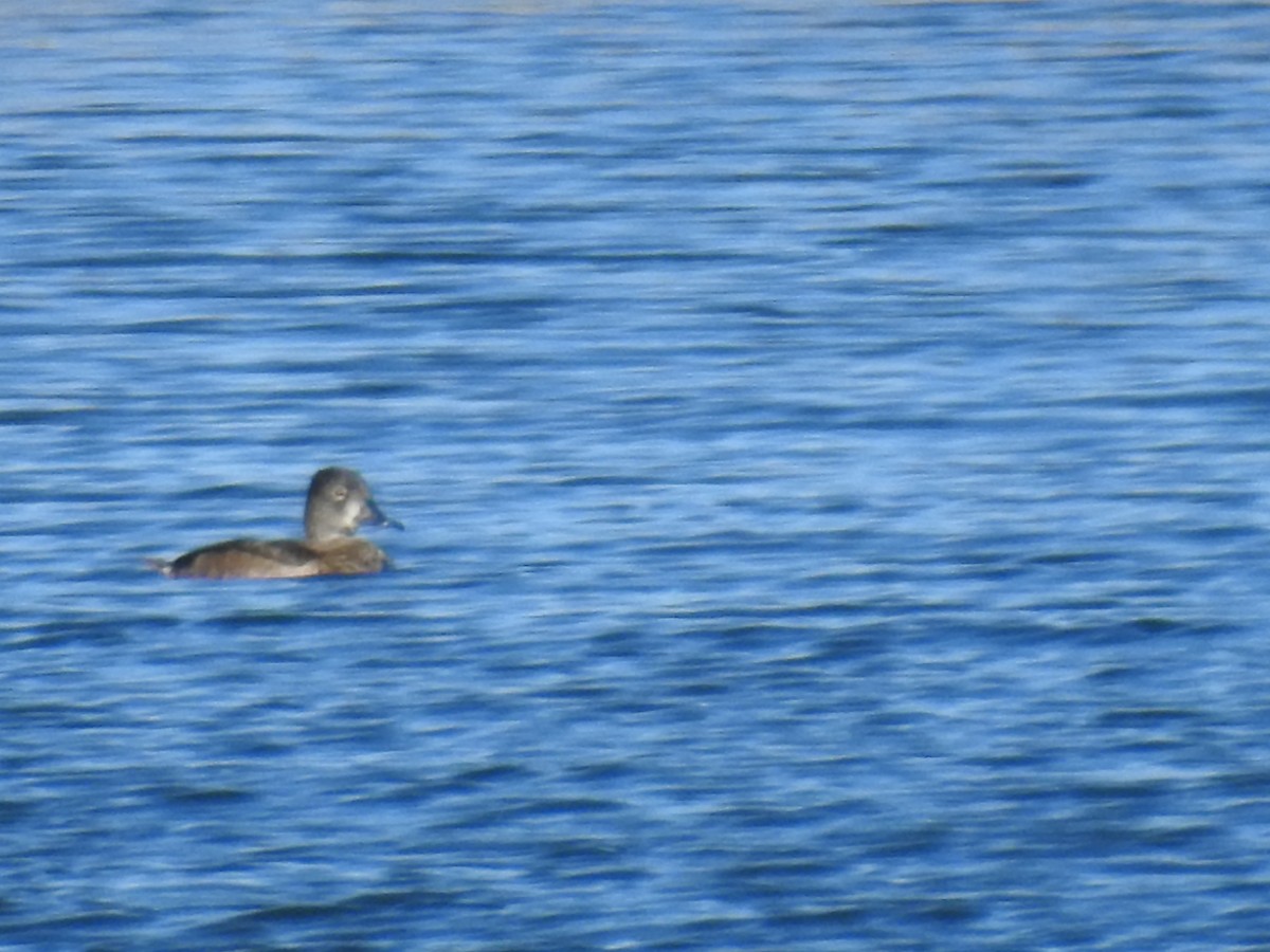 Ring-necked Duck - ML34286321