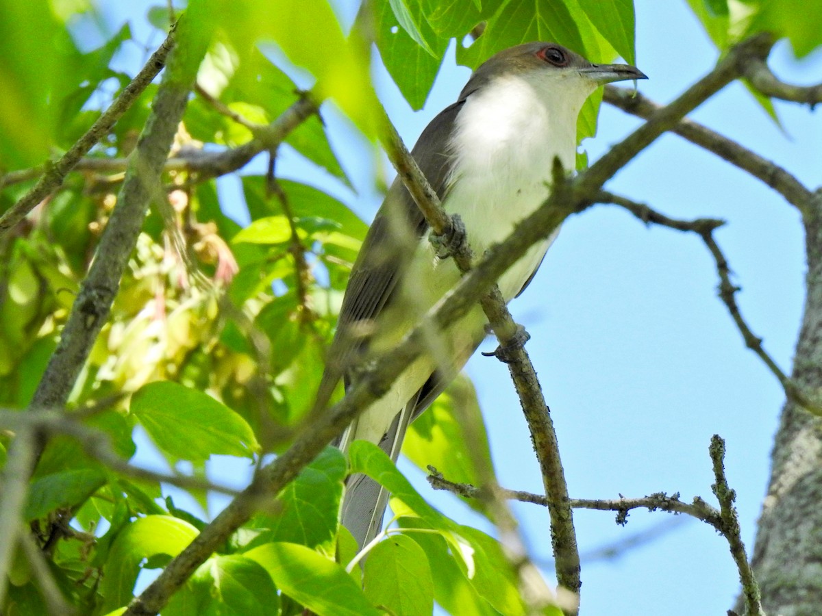 Black-billed Cuckoo - ML342863801