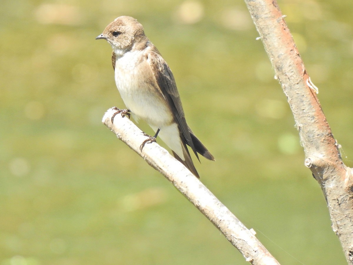Northern Rough-winged Swallow - ML342863921