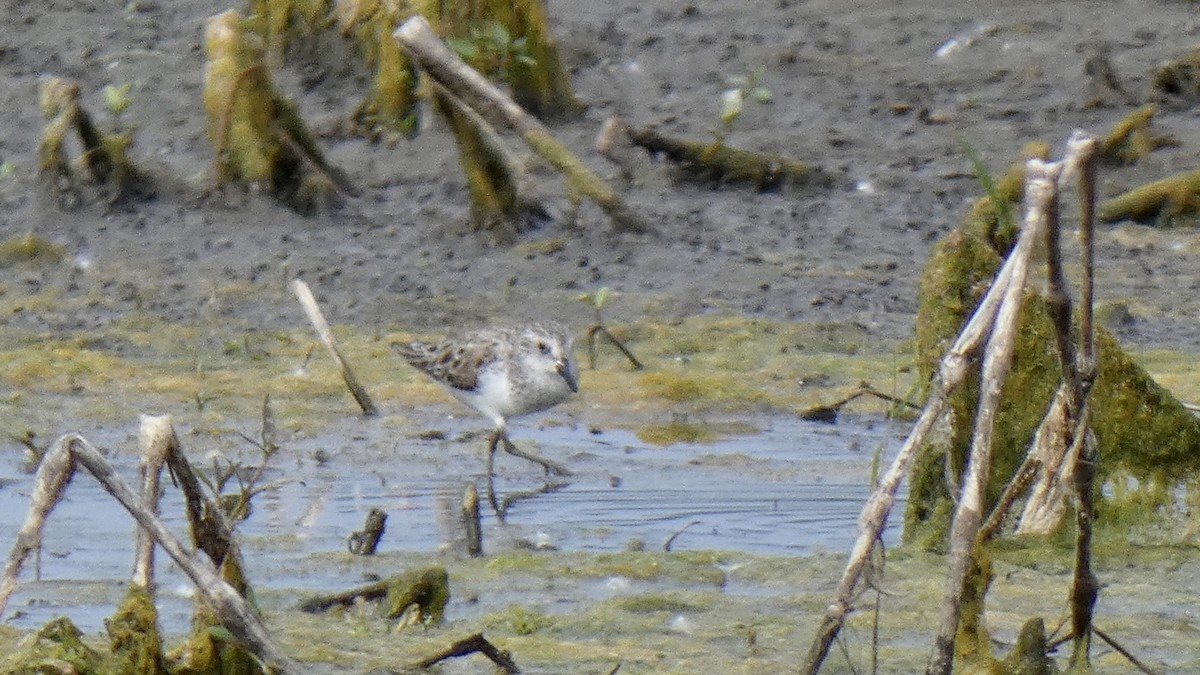 Semipalmated Sandpiper - Andy Brown