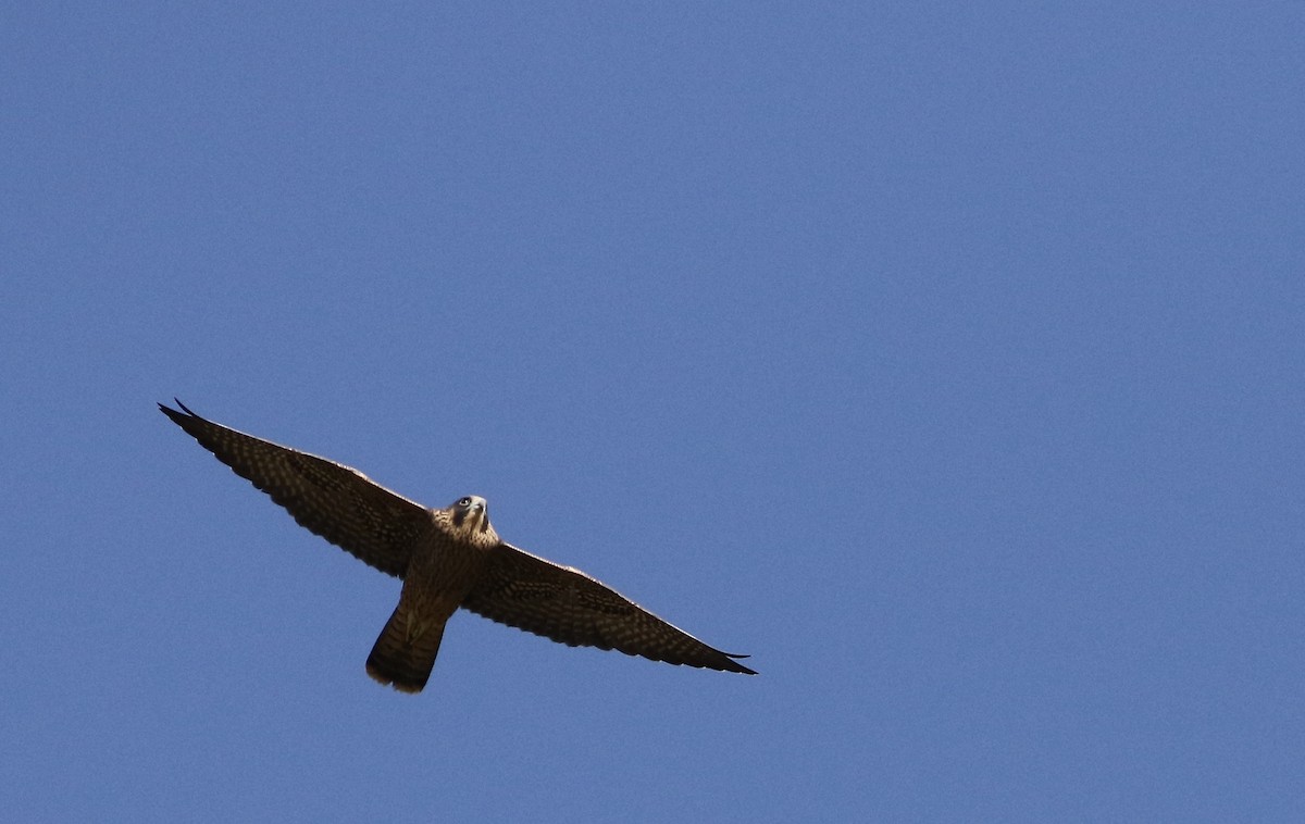 Peregrine Falcon - ML342864551