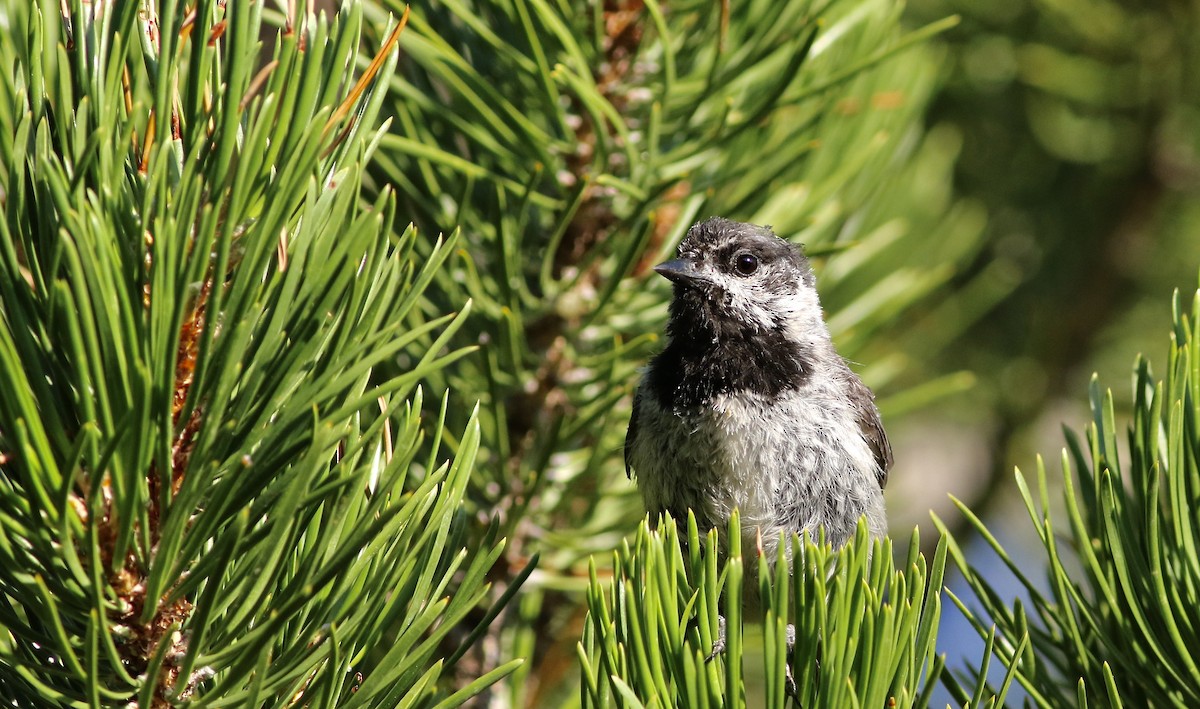 Mountain Chickadee - ML342864581