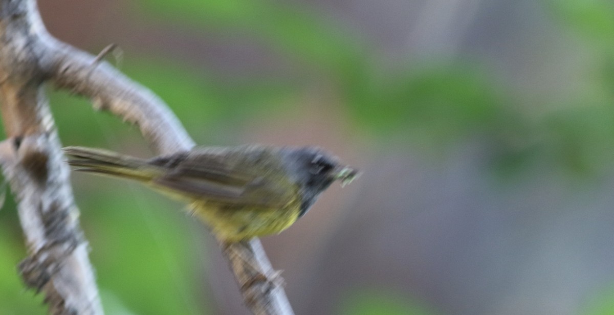 MacGillivray's Warbler - ML342864651