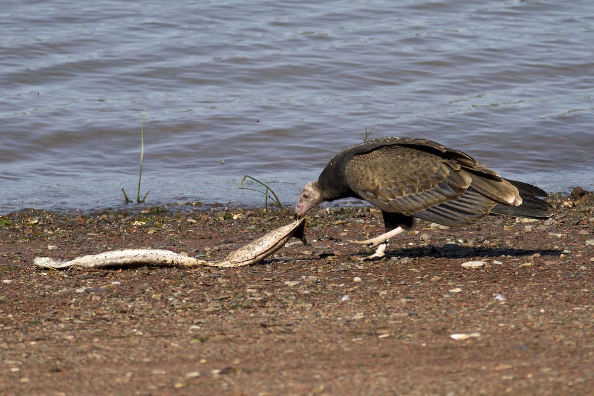 Turkey Vulture - ML34286501