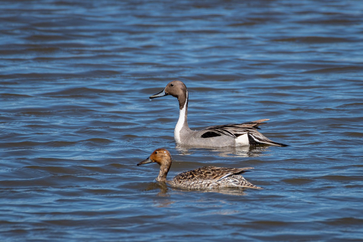 Northern Pintail - ML342865481