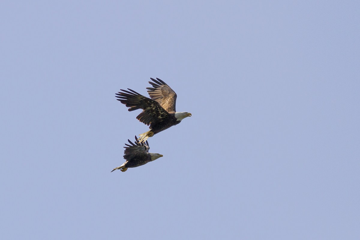 Bald Eagle - ML34286721