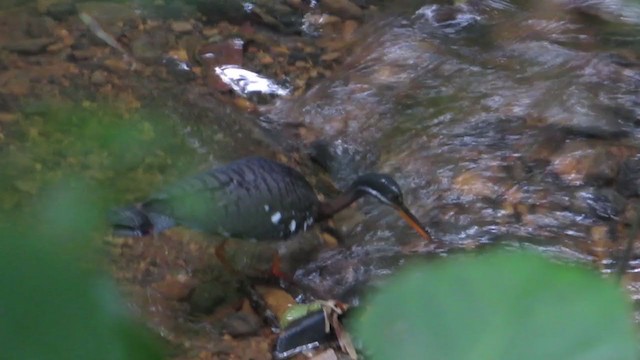 Sunbittern - ML342868161